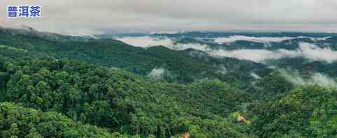 普洱茶推荐景迈-普洱茶景迈山申遗成功