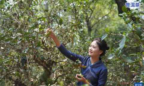 普洱茶推荐景迈-普洱茶景迈山申遗成功