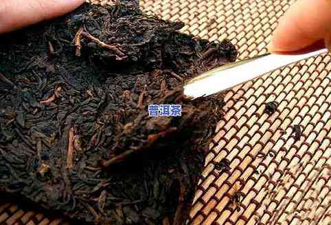 普洱茶有很小的虫子，还能喝吗？图片、视频展示，安全问题解析