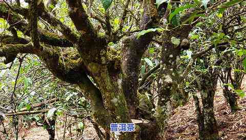 贵州古树普洱茶有哪些-贵州古树普洱茶有哪些牌子