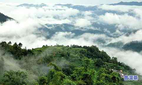 千家寨有哪些普洱茶产地-千家寨有哪些普洱茶产地呢