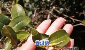 普洱茶讲究-普洱茶讲究明前春茶吗