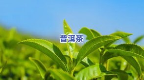 贵州古树茶叶价格大全：查询、表、多少、每斤多少钱