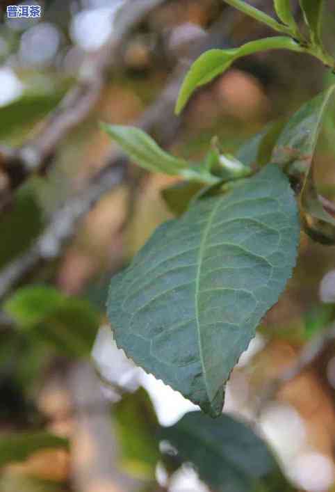 云南古树七子饼普洱茶-云南古树七子饼茶价格表