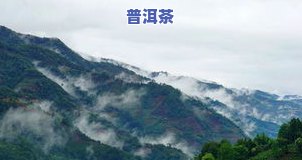 临沧冰岛茶价格多少？云南临沧冰岛茶值几万一斤？