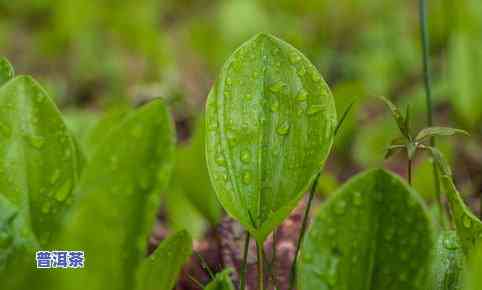 茶叶排名普洱茶第几名更好，普洱茶在茶叶中的排名怎样？谁是最顶级的普洱茶？