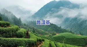 开化龙顶古田山茶叶-古田山开化龙顶茶价格