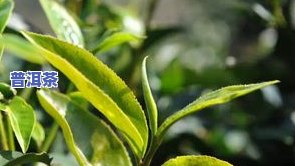 深入探索：古树普洱茶的口感、特点及茶色