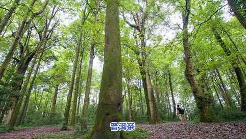 小种古树普洱茶图片大全：高清大图集合