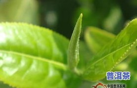 泡出来是绿色的茶叶有哪些品种？种类及图片解析