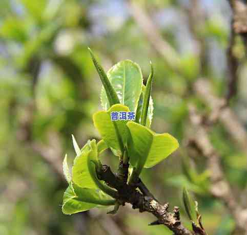 冰岛古树珍品普洱茶生普-冰岛古树生普洱茶价格