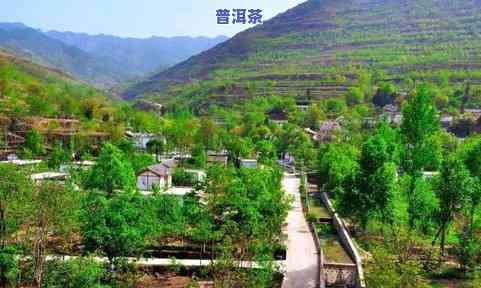 康县阳坝镇茶叶：种植面积、香味介绍及场、店铺联系方式