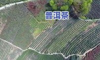 康县阳坝茶园图片大全：高清、全景展示及茶叶介绍