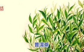 像柳树叶一样的茶叶是什么茶名？探讨其特性和分类