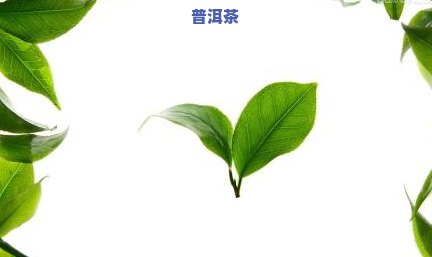 像柳树叶一样的茶叶-像柳树叶一样的茶叶是什么茶