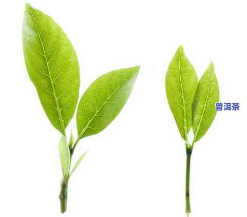 像柳树叶一样的茶叶-像柳树叶一样的茶叶是什么茶