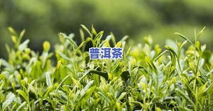 广西金秀产哪些茶叶-广西金秀产哪些茶叶品种