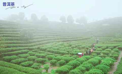 广西金秀产哪些茶叶-广西金秀产哪些茶叶品种