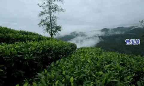 一级普洱茶鲜叶图片大全-一级普洱茶鲜叶图片大全及价格