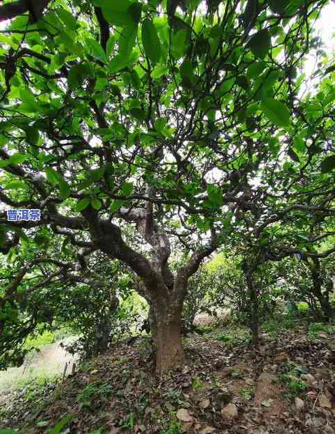 悬崖古树普洱茶怎么样泡-悬崖古树图片