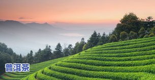 普洱茶唯美图片大全大图高清欣赏