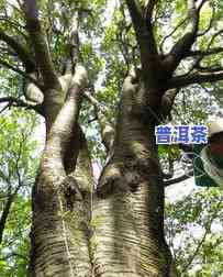 深圳古树在哪里？探索深圳最悠久的千年古树与名木，一探究竟！