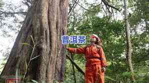 易武桃子山古树普洱茶-易武桃子寨普洱茶