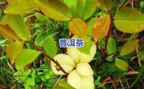 像小树枝一样的茶叶叫什么茶？揭示其特别形态与名称