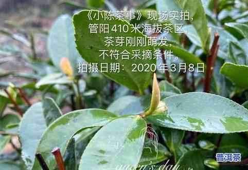 像小树枝一样的茶叶叫什么茶？揭示其独特形态与名称