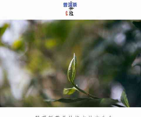 像小树枝一样的茶叶图片大全：探寻外观独特的茶树叶