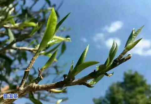 像小树枝一样的茶叶-像小树枝一样的茶叶叫什么茶