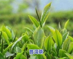 像小树枝一样的茶叶-像小树枝一样的茶叶叫什么茶