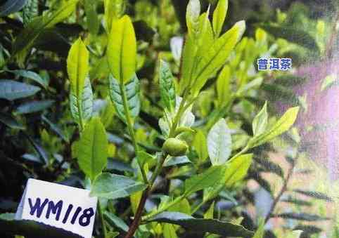 像小树叶一样的茶叶是什么茶？详解其品种、特点及名称