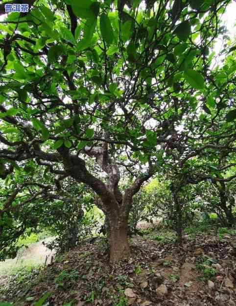 纯正古树普洱茶的功效、价格及图片全解析