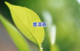 像小树叶一样的茶是什么茶？详解其种类与名称