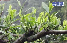 纯采古树普洱茶-纯采古树普洱茶好吗