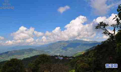 临沧和布朗山普洱茶哪个好-临沧和布朗山普洱茶哪个好喝