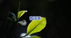 像枯树叶一样的茶叶-像枯树叶一样的茶叶是什么茶