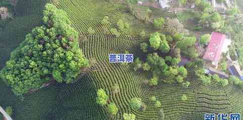 猴魁原产地在哪？高清猴魁茶图片及更佳产区介绍