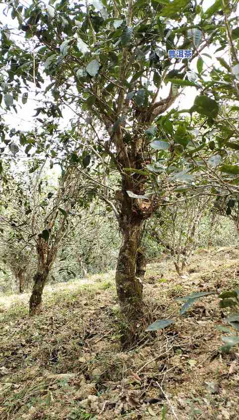 古树普洱茶：是真的还是假的？熟悉其来历与优劣