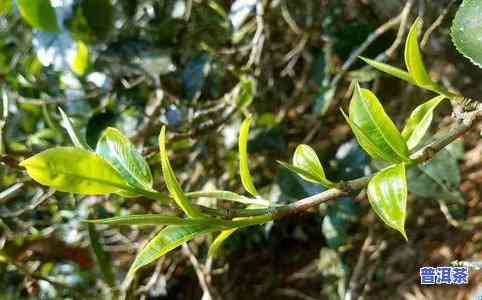 普洱茶勐海茶区是冰岛吗-勐海茶区和普洱茶区的茶的区别