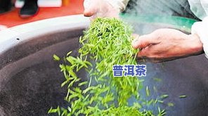 养心菜制茶全过程视频教程