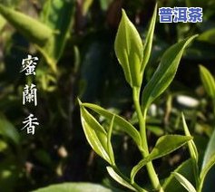 凤凰单枞密兰香茶叶-凤凰单枞蜜兰香介绍