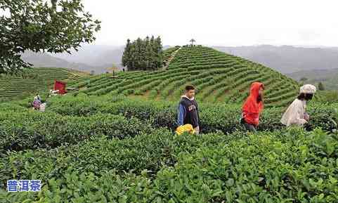 陕西安康女娲凤凰茶：蒋家坪村茶叶示范园区与茶园介绍