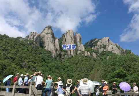 2019白露茶：稀世白太姥山价格与历年份比较