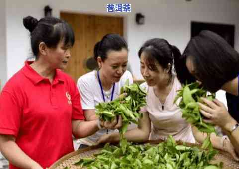 级制茶大师-级制茶大师