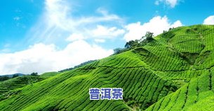 一亩茶山产多少茶叶合适？作用因素与实际产量解析