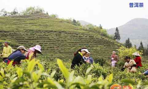 一亩茶山价值多少？全网最详细的茶叶投资指南！