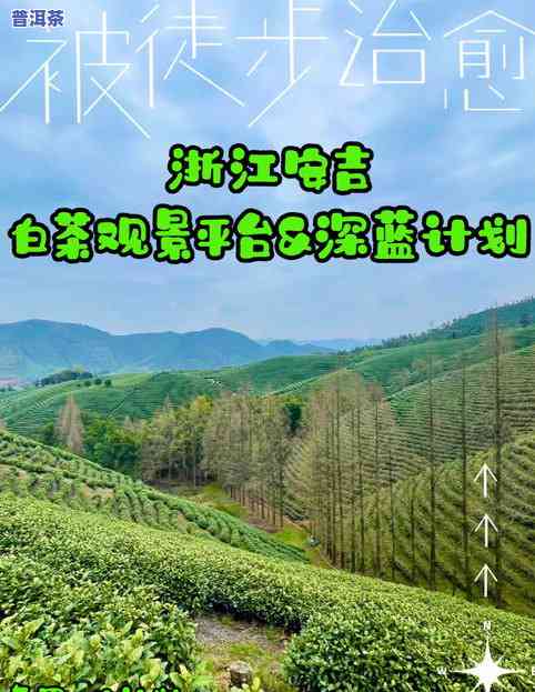 一亩茶山产多少茶叶-一亩茶山产多少茶叶合适