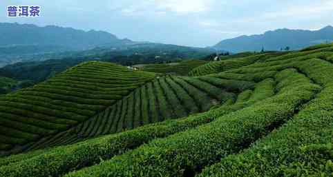 一亩茶山产多少茶叶-一亩茶山产多少茶叶合适